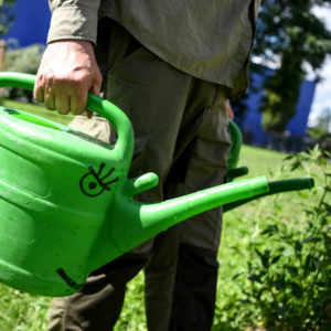 Dürfen beim Blumengießen die Blätter nass werden?