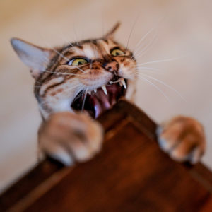 Landen Katzen immer auf den Pfoten?