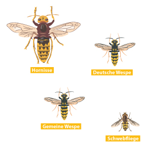 Wespen & Co. - was fliegt denn da herum?