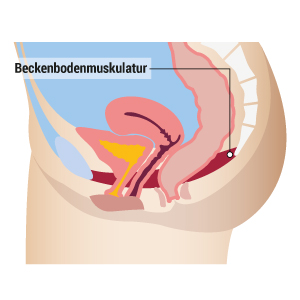 Der Beckenboden