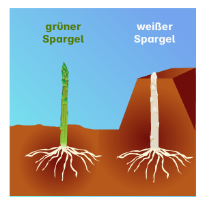 So wächst Spargel