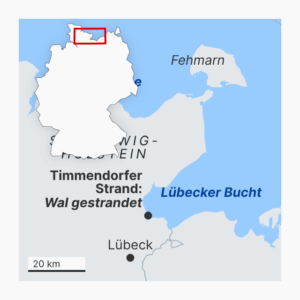 Wal in Timmendorfer Strand gestrandet