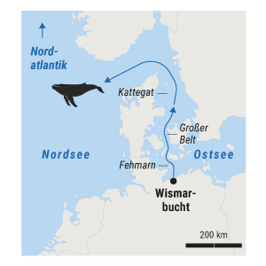 Geplante Route des Wal-Transports