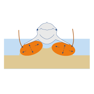 Plan zur Bergung des Buckelwals bei Wismar