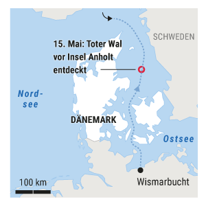 Toter Wal entdeckt