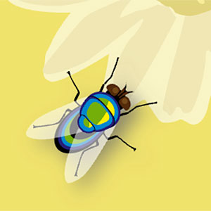 Memory - Insekten