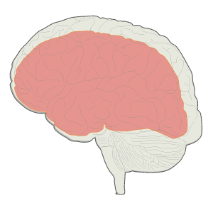 Alzheimer – Krankheit des Vergessens